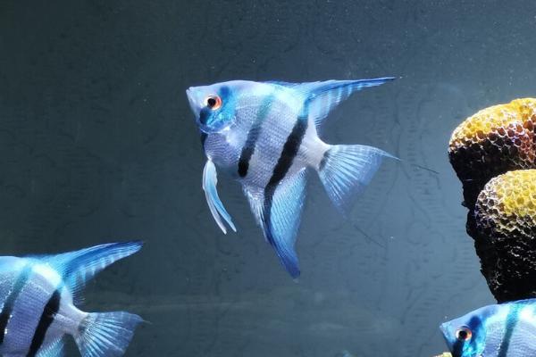 一米的鱼缸建议养什么鱼,神仙鱼、金鱼、灯鱼都适合