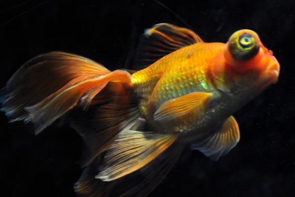 一米的鱼缸建议养什么鱼,神仙鱼、金鱼、灯鱼都适合