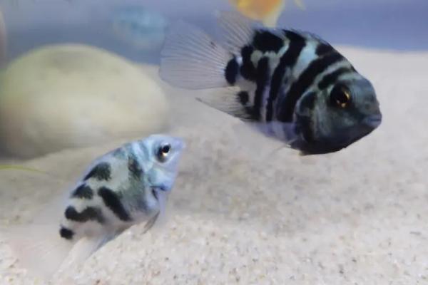 一米的鱼缸建议养什么鱼,神仙鱼、金鱼、灯鱼都适合