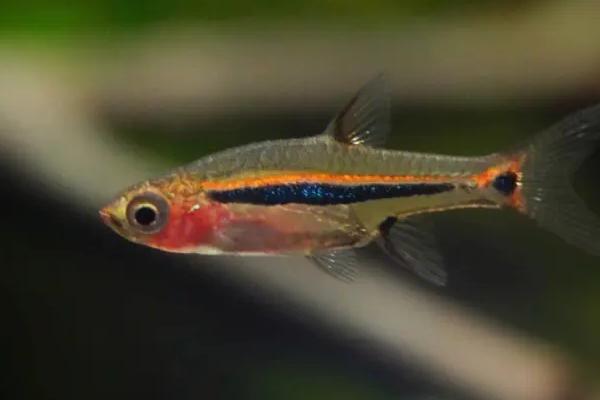 一米的鱼缸建议养什么鱼,神仙鱼、金鱼、灯鱼都适合