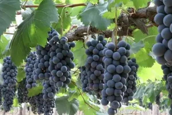 怎么提高巨峰葡萄的品质,可采取疏花疏果、果实套袋等措施