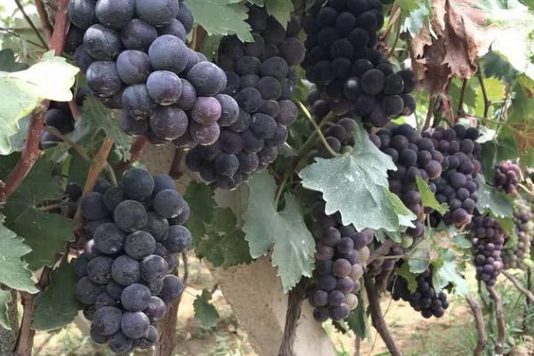 怎么提高巨峰葡萄的品质,可采取疏花疏果、果实套袋等措施