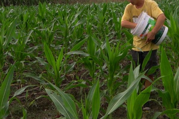 镁对农作物的作用,可促进光合作用且能提高抗病能力