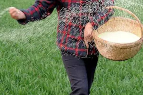 菌肥的正确施用方法,土壤湿度达到60%使用效果更好