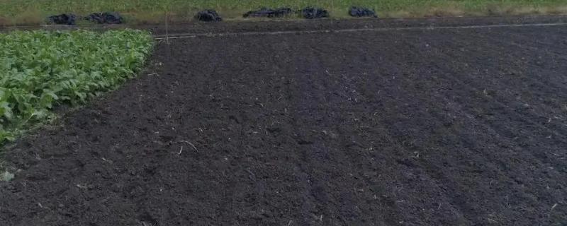 怎么辨别土壤肥力高低