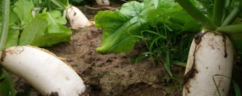 萝卜施肥方法