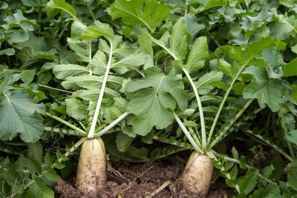 萝卜施肥方法,不同生育期施不同量的氮磷钾肥