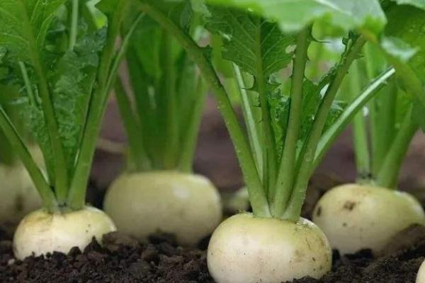 萝卜施肥方法,不同生育期施不同量的氮磷钾肥