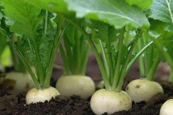 萝卜施肥方法,不同生育期施不同量的氮磷钾肥