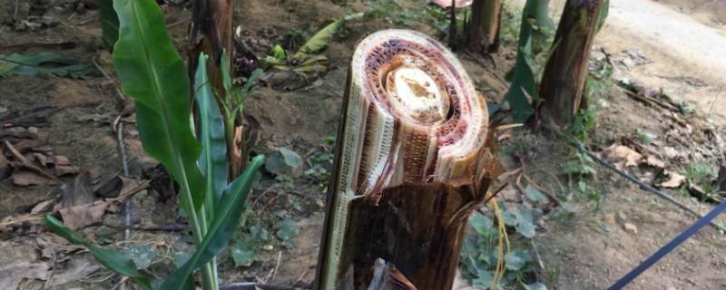 香蕉心腐病的为害症状