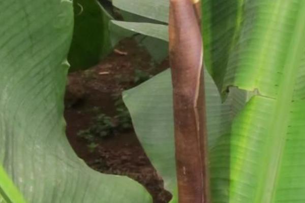 香蕉心腐病的为害症状,病叶会出现褪绿黄色条纹