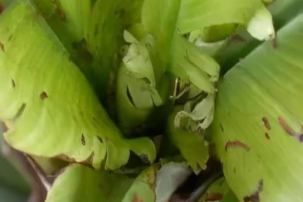 香蕉心腐病的为害症状,病叶会出现褪绿黄色条纹