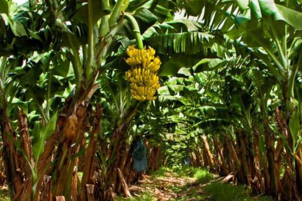 香蕉心腐病的为害症状,病叶会出现褪绿黄色条纹