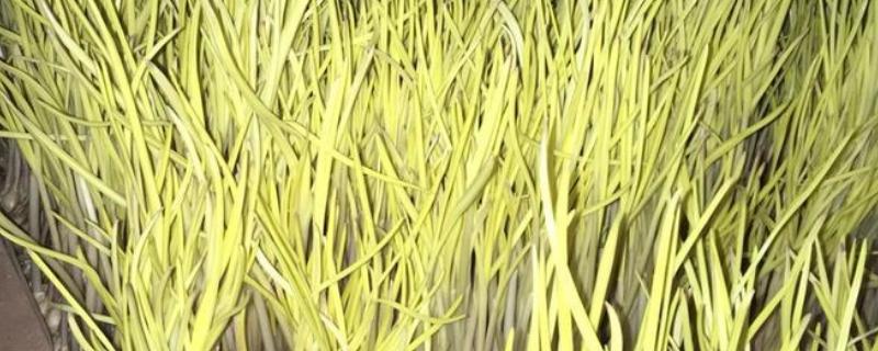 蒜黄的种植方法