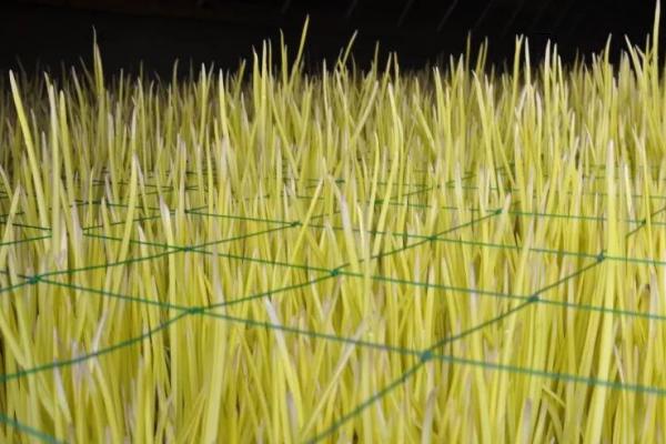 蒜黄的种植方法,选择紫色或白色大蒜品种