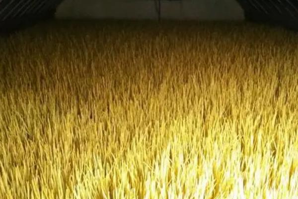 蒜黄的种植方法,选择紫色或白色大蒜品种