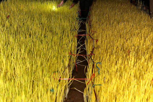 蒜黄的种植方法,选择紫色或白色大蒜品种