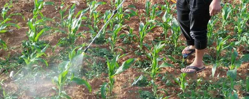 烟嘧磺隆的防治对象