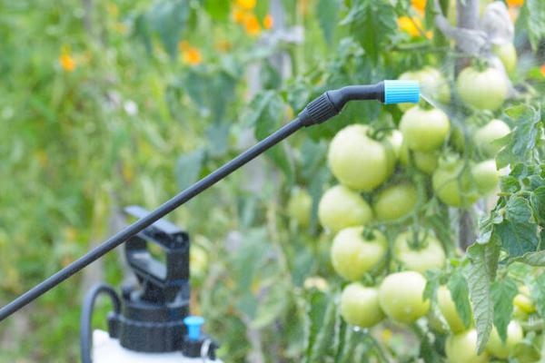 烟嘧磺隆的防治对象,防除一年生和多年生禾本科杂草