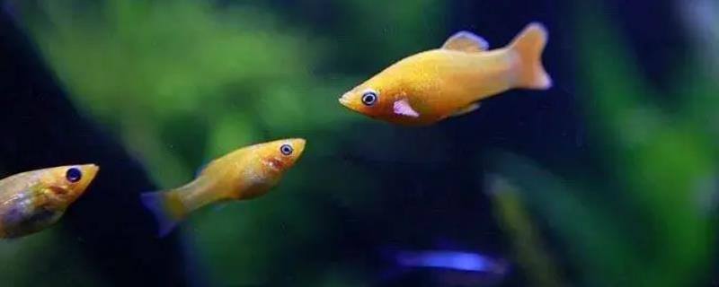 哪种热带鱼比较好养