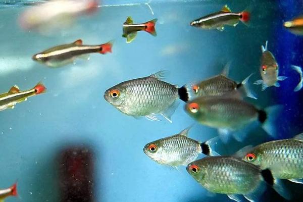 哪种热带鱼比较好养,饲养月光鱼最为简单