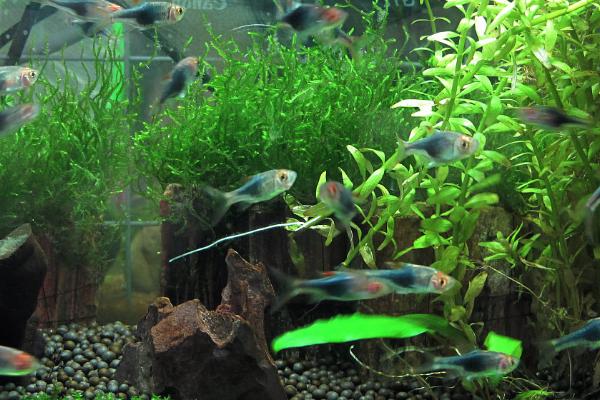 哪种热带鱼比较好养,饲养月光鱼最为简单