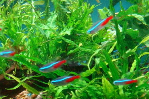 哪种热带鱼比较好养,饲养月光鱼最为简单