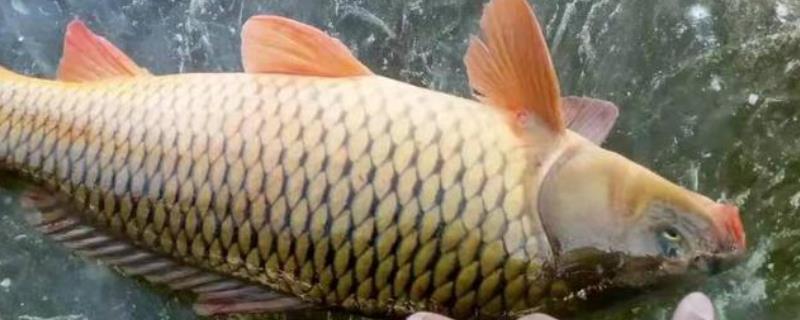 五六月份能钓鲤鱼吗