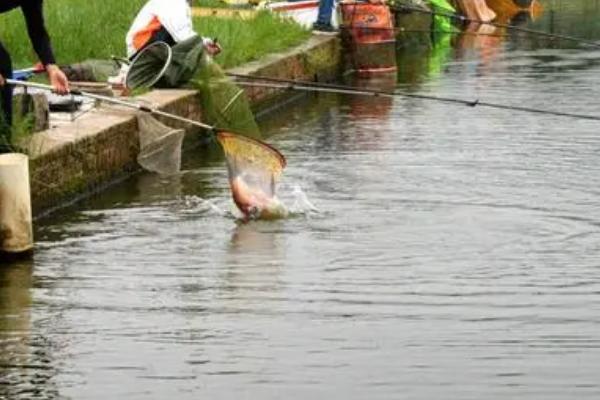 五六月份能钓鲤鱼吗,需要掌握技巧才能钓到