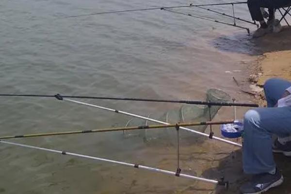 五六月份能钓鲤鱼吗,需要掌握技巧才能钓到