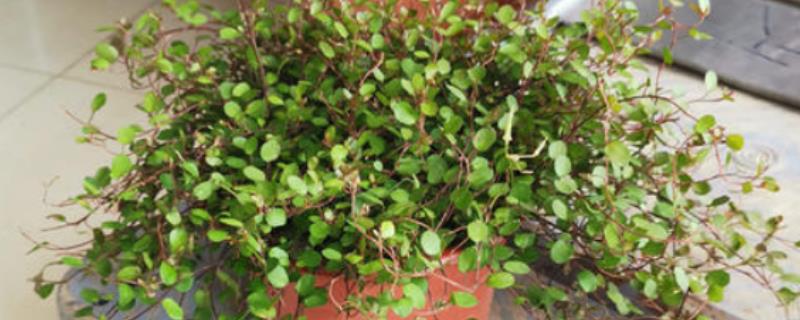 千叶吊兰植株枯萎如何处理