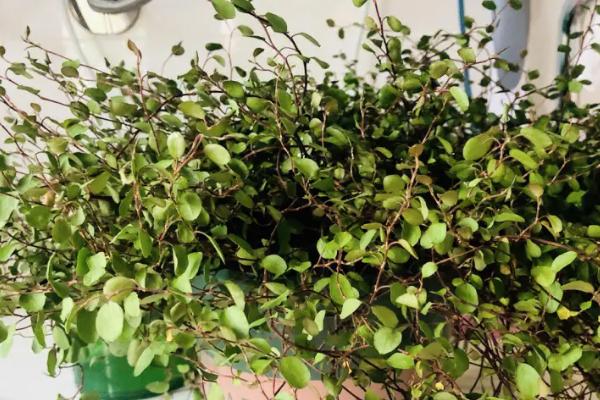 千叶吊兰植株枯萎如何处理,可采取喷水、剪根、换盆等措施