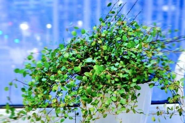 千叶吊兰植株枯萎如何处理,可采取喷水、剪根、换盆等措施