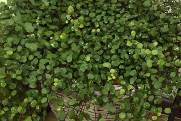 千叶吊兰植株枯萎如何处理,可采取喷水、剪根、换盆等措施