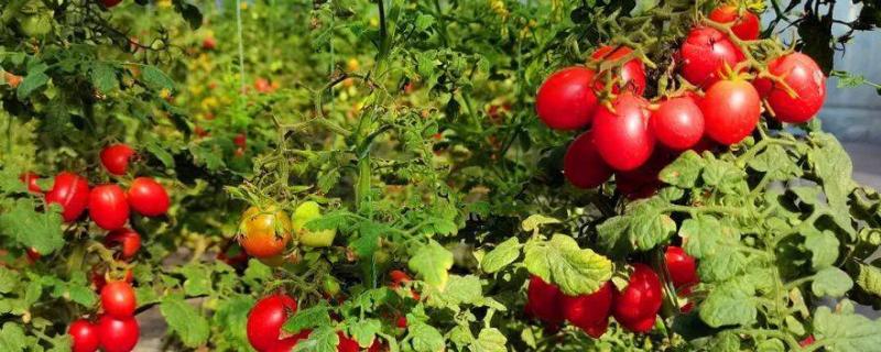 圣女果喜阴还是喜阳