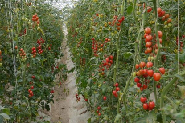 圣女果喜阴还是喜阳,是一种喜阳作物