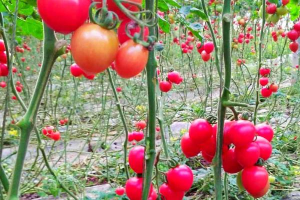 圣女果喜阴还是喜阳,是一种喜阳作物