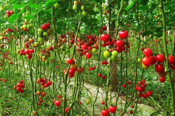 圣女果喜阴还是喜阳,是一种喜阳作物