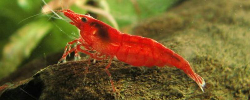 极火虾和黑壳虾可以混养吗