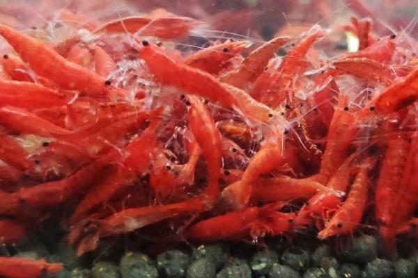 极火虾和黑壳虾可以混养吗,习性相近可以混养