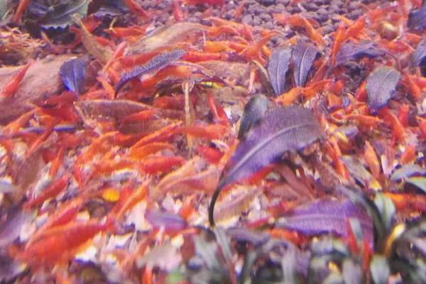 极火虾和黑壳虾可以混养吗,习性相近可以混养