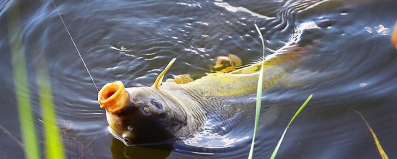 初夏钓鲤鱼选什么位置