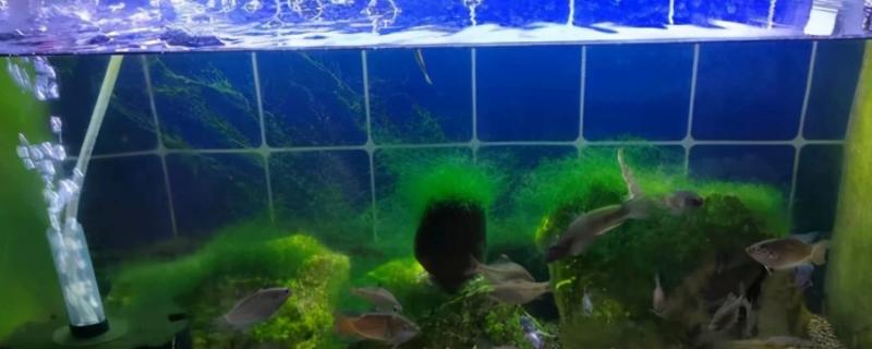 纯净水能不能养鱼