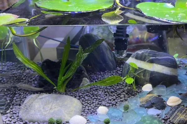 纯净水能不能养鱼,用来饲养鱼类容易致死