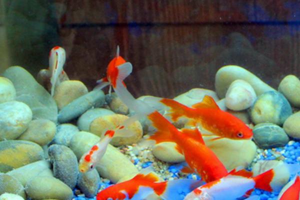 纯净水能不能养鱼,用来饲养鱼类容易致死