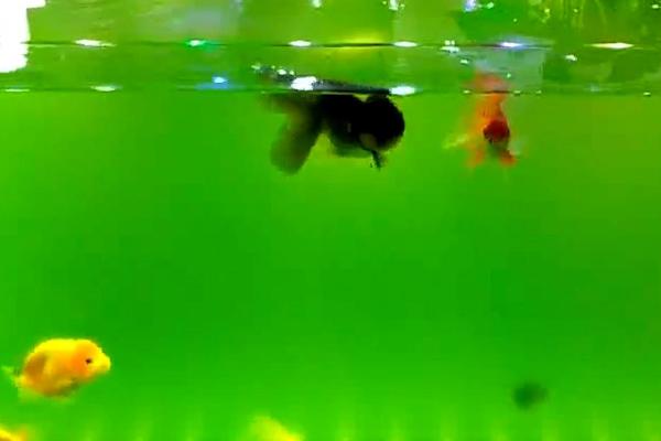 纯净水能不能养鱼,用来饲养鱼类容易致死