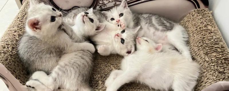 如何让小奶猫半夜不叫