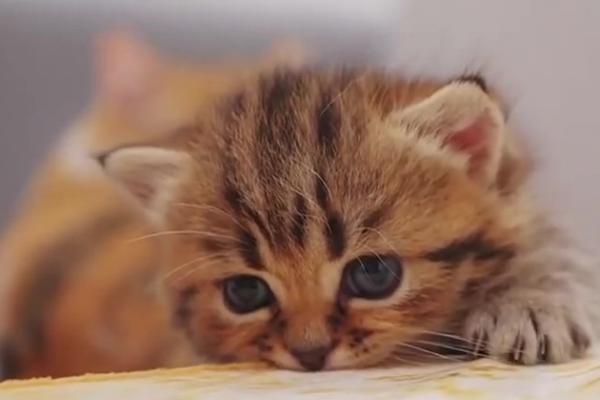 如何让小奶猫半夜不叫,有安全感的猫窝会让它很快安静下来