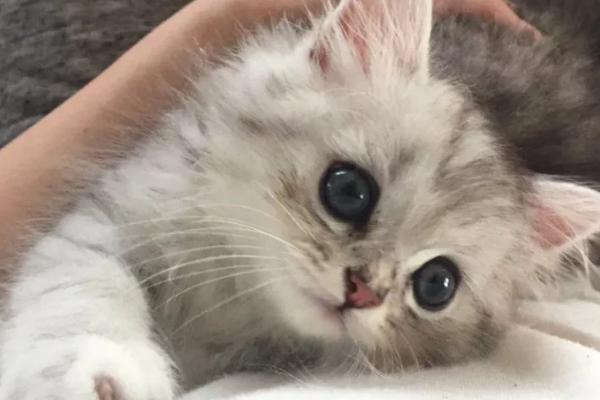 如何让小奶猫半夜不叫,有安全感的猫窝会让它很快安静下来