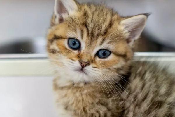 如何让小奶猫半夜不叫,有安全感的猫窝会让它很快安静下来